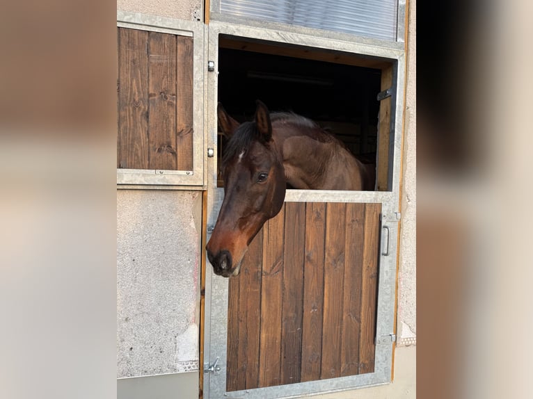 Holsteiner Wallach 16 Jahre 174 cm Brauner in Kleinbundenbach