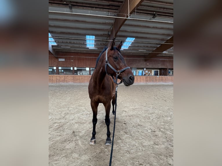 Holsteiner Wallach 16 Jahre 174 cm Brauner in Kleinbundenbach