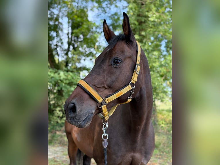 Holsteiner Wallach 16 Jahre 174 cm Brauner in Kleinbundenbach