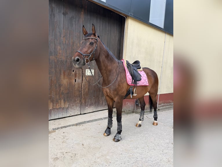 Holsteiner Wallach 16 Jahre 174 cm Brauner in Kleinbundenbach