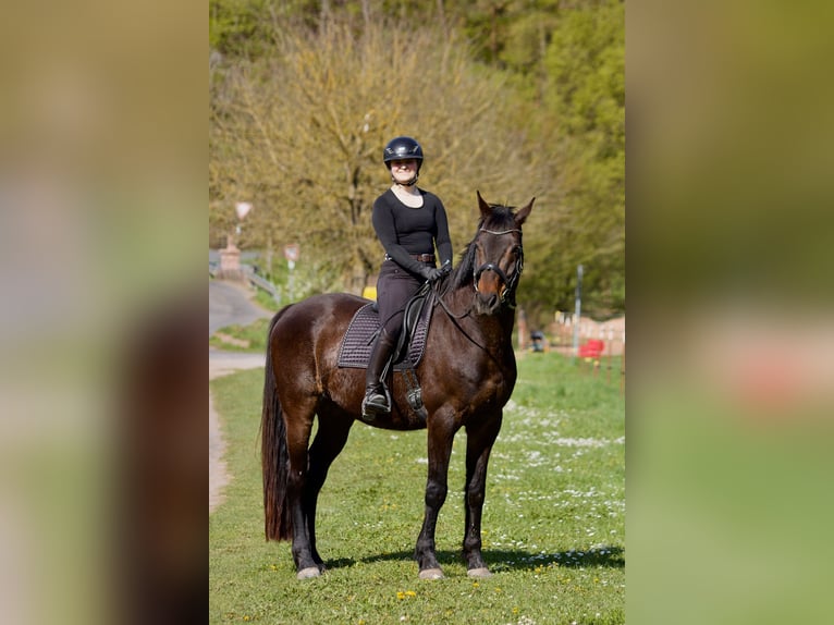 Holsteiner Wallach 16 Jahre 174 cm Dunkelbrauner in Obernburg am Main