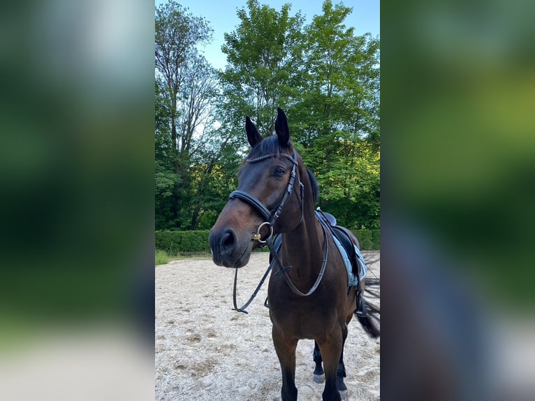 Holsteiner Wallach 16 Jahre 174 cm Dunkelbrauner in Obernburg am Main