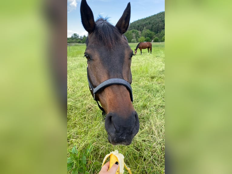 Holsteiner Wallach 16 Jahre 174 cm Dunkelbrauner in Obernburg am Main