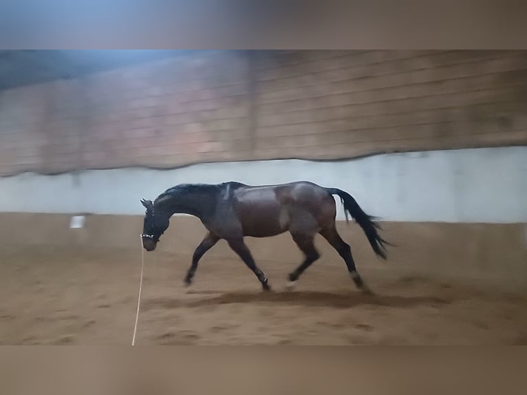 Holsteiner Wallach 16 Jahre 175 cm Brauner in Ladendorf