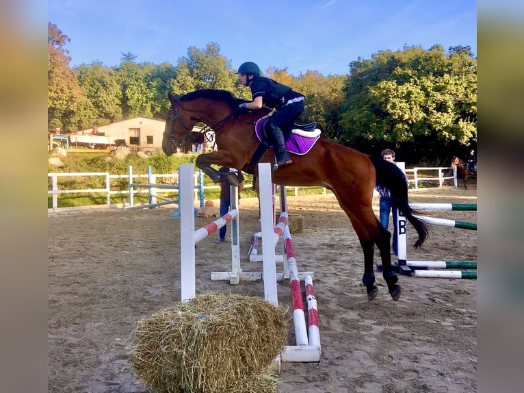 Holsteiner Mix Wallach 16 Jahre 175 cm Hellbrauner in Rovinj, Istra