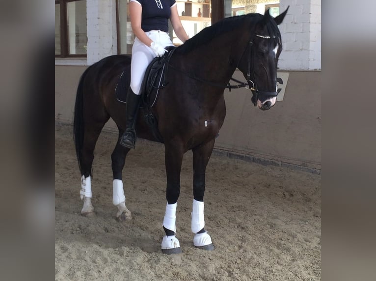 Holsteiner Wallach 16 Jahre 175 cm Schwarzbrauner in Melle