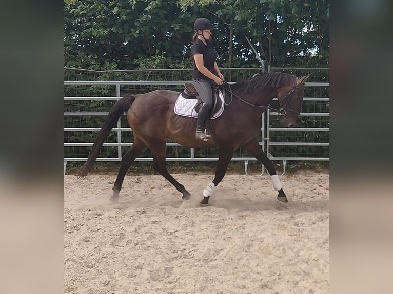 Holsteiner Wallach 16 Jahre 176 cm Brauner in Lage