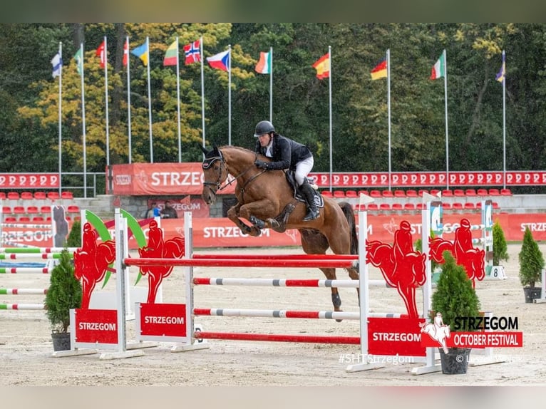 Holsteiner Wallach 16 Jahre 178 cm Fuchs in Lienen