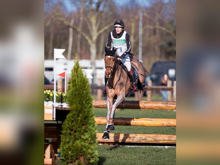 Holsteiner Wallach 16 Jahre 178 cm Fuchs in Lienen