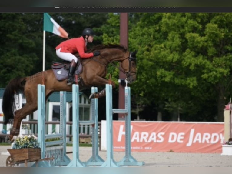 Holsteiner Wallach 16 Jahre 178 cm Fuchs in Lienen