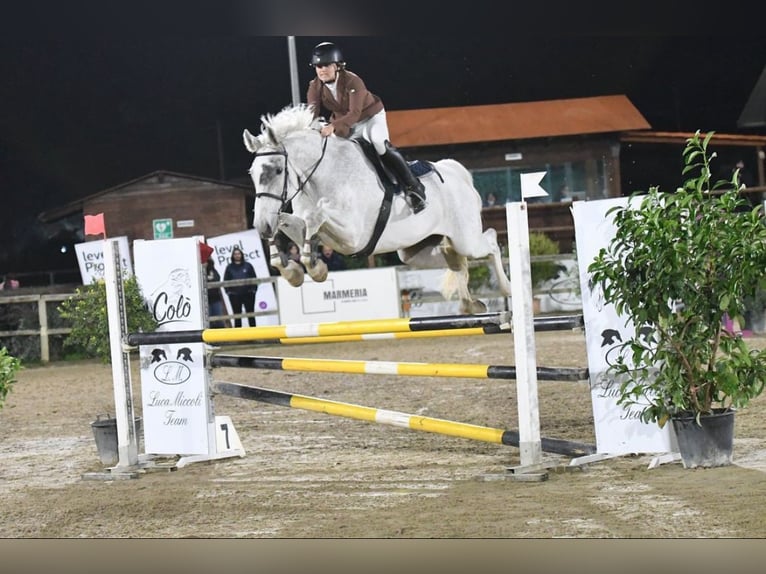 Holsteiner Wallach 16 Jahre 185 cm Schimmel in Copertino