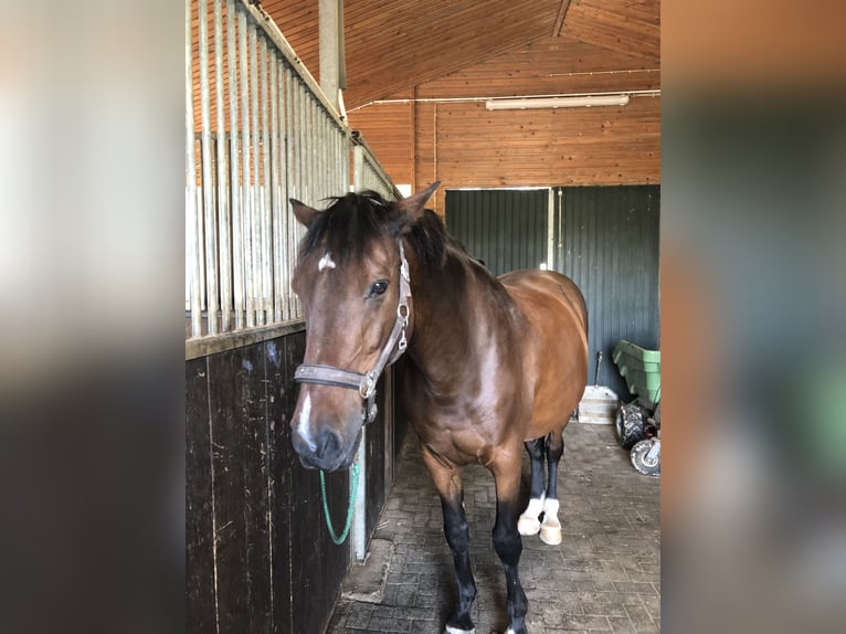 Holsteiner Wallach 17 Jahre 165 cm Brauner in Spenge