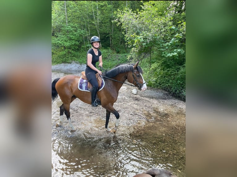Holsteiner Wallach 17 Jahre 165 cm Brauner in Wörgl