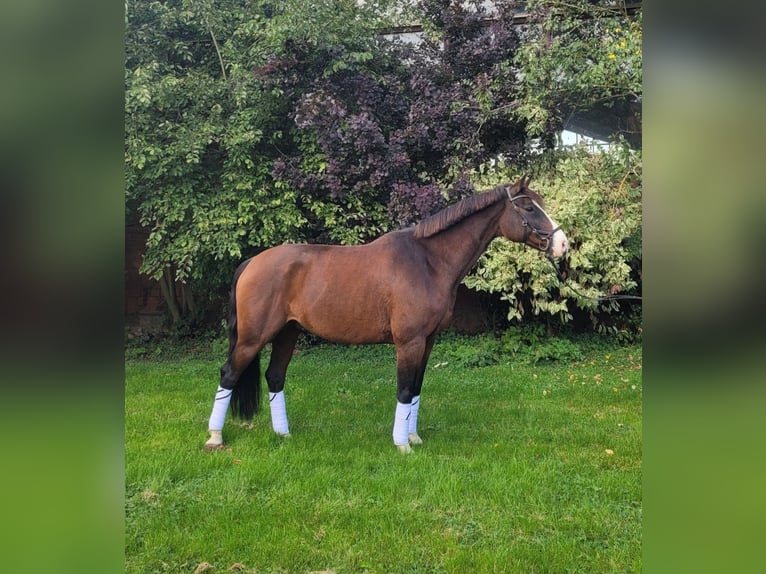 Holsteiner Wallach 17 Jahre 165 cm Brauner in Wörgl