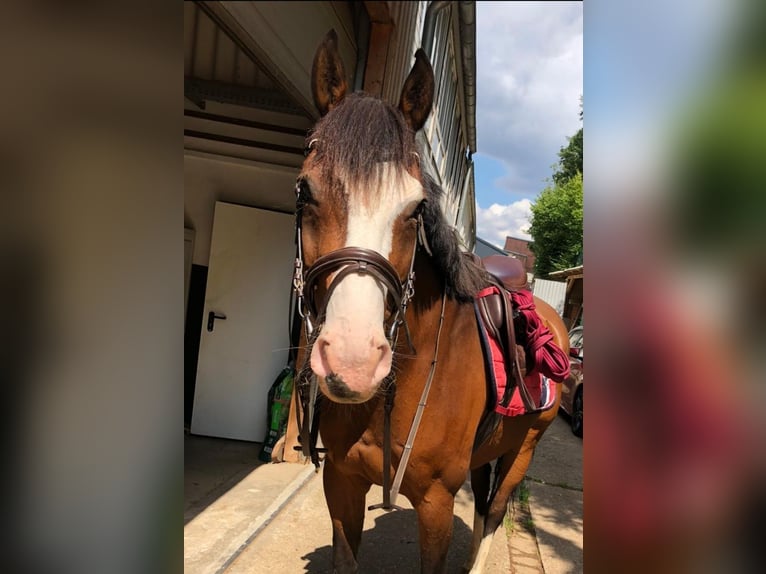 Holsteiner Wallach 17 Jahre 165 cm Brauner in Wörgl