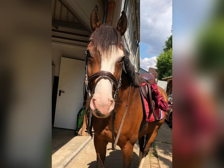 Holsteiner Wallach 17 Jahre 165 cm Brauner in Wörgl