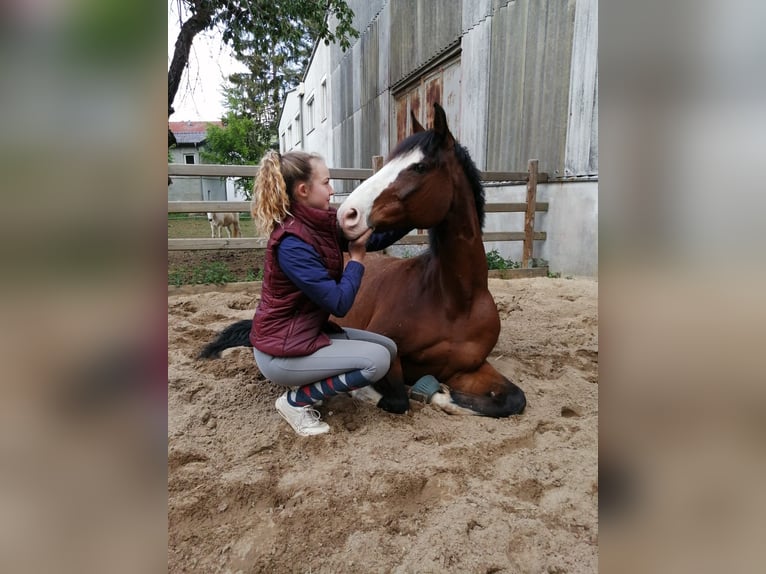 Holsteiner Wallach 17 Jahre 165 cm Brauner in Wörgl