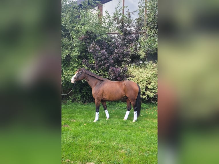 Holsteiner Wallach 17 Jahre 165 cm Brauner in Wörgl