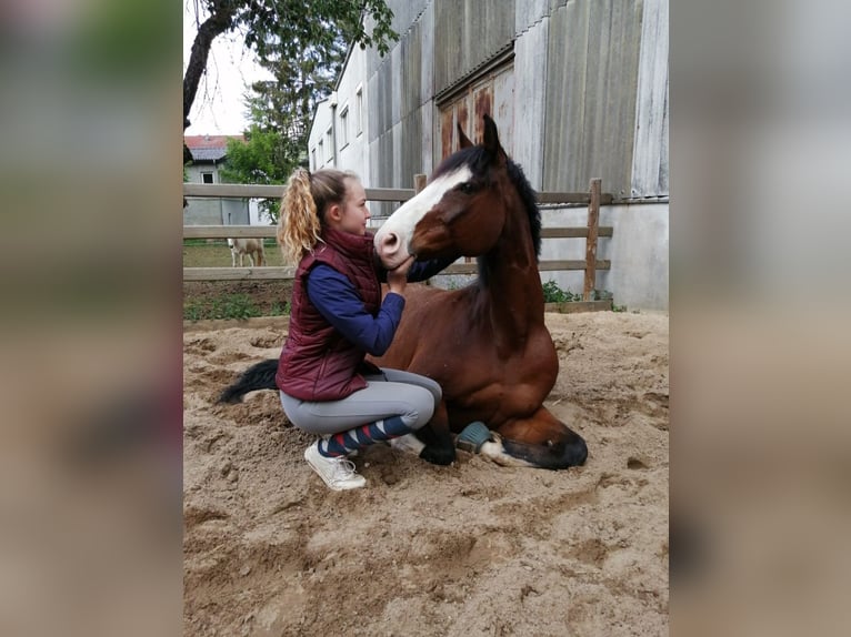 Holsteiner Wallach 17 Jahre 165 cm Brauner in Wörgl