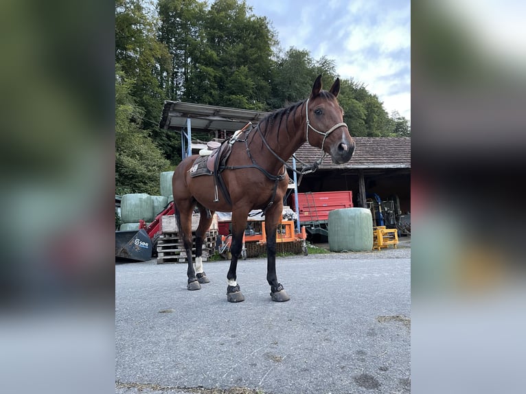 Holsteiner Wallach 17 Jahre 166 cm Brauner in Krattigen