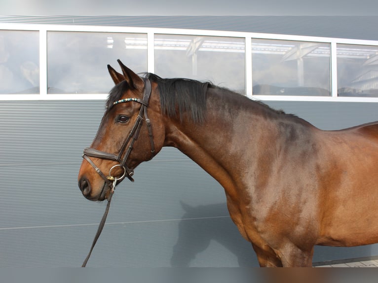 Holsteiner Wallach 17 Jahre 168 cm Schwarzbrauner in Itterbeck
