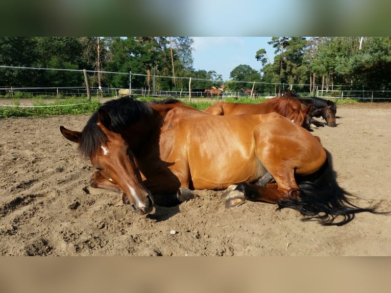 Holsteiner Wallach 17 Jahre 170 cm Brauner in Schönwalde