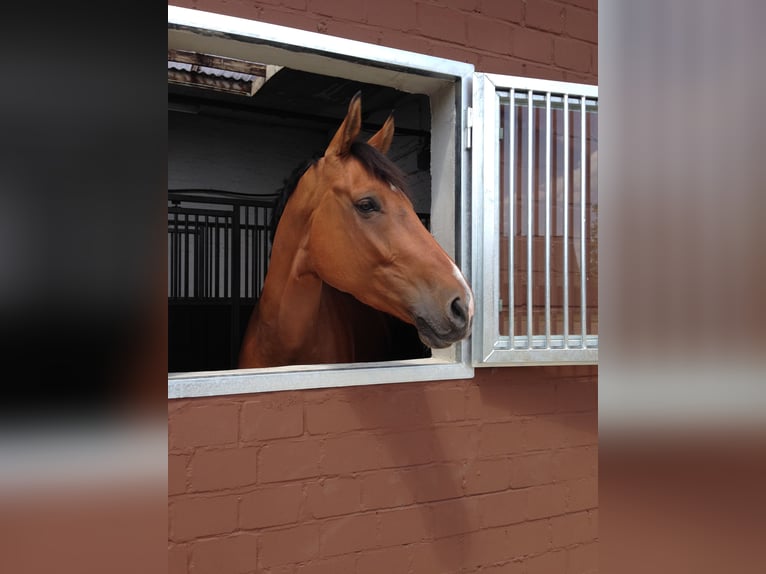 Holsteiner Wallach 17 Jahre 170 cm Brauner in Schönwalde