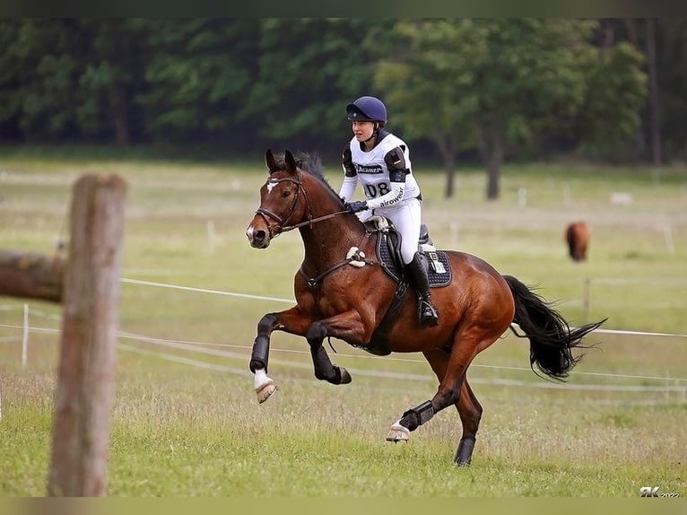 Holsteiner Wallach 17 Jahre 170 cm Brauner in Garlstorf