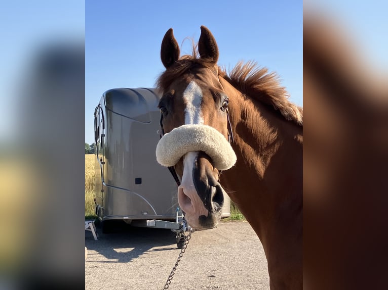 Holsteiner Wallach 17 Jahre 170 cm Fuchs in Heringsdorf