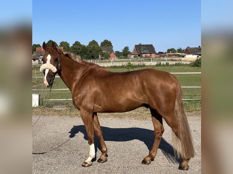 Holsteiner Wallach 17 Jahre 170 cm Fuchs in Heringsdorf