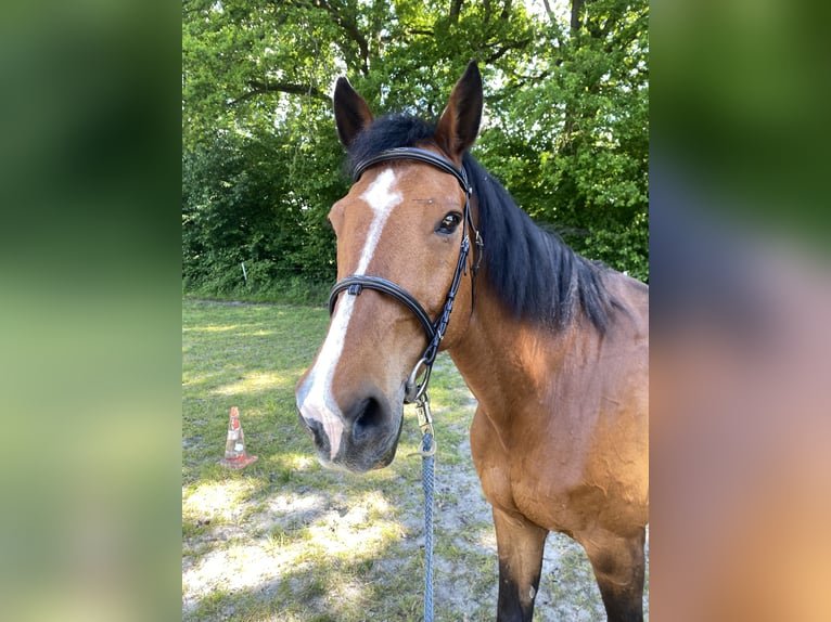 Holsteiner Wallach 17 Jahre 170 cm Rotbrauner in Borstel-Hohenraden
