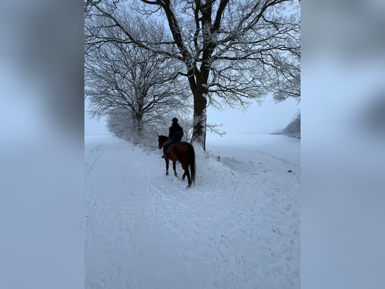 Holsteiner Wallach 17 Jahre 170 cm Rotbrauner in Borstel-Hohenraden