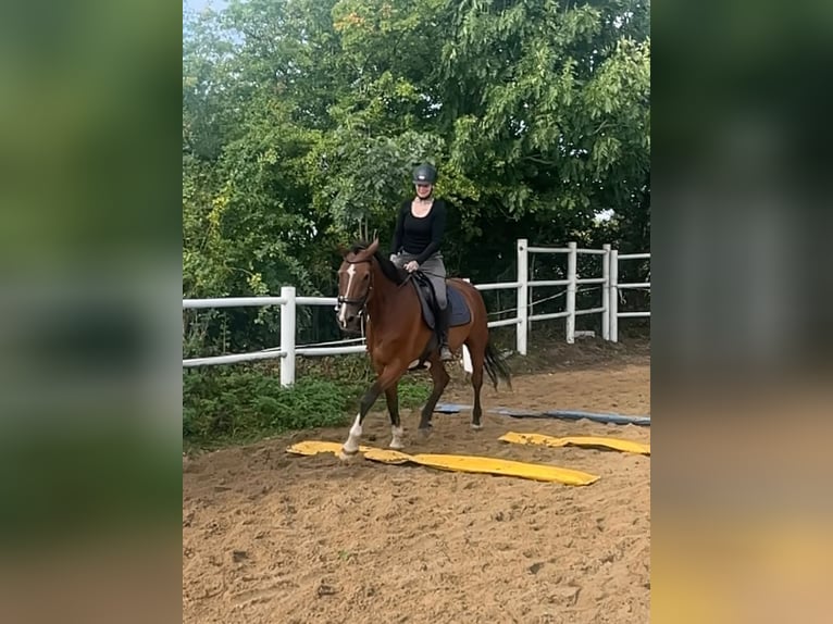 Holsteiner Wallach 17 Jahre 170 cm Rotbrauner in Borstel-Hohenraden