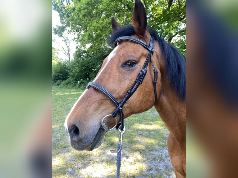 Holsteiner Wallach 17 Jahre 170 cm Rotbrauner in Borstel-Hohenraden