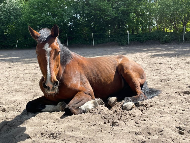 Holsteiner Wallach 17 Jahre 170 cm Rotbrauner in Borstel-Hohenraden