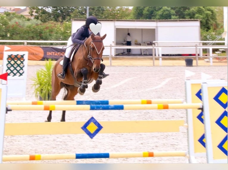 Holsteiner Wallach 17 Jahre 171 cm Brauner in Quinta da Marinha