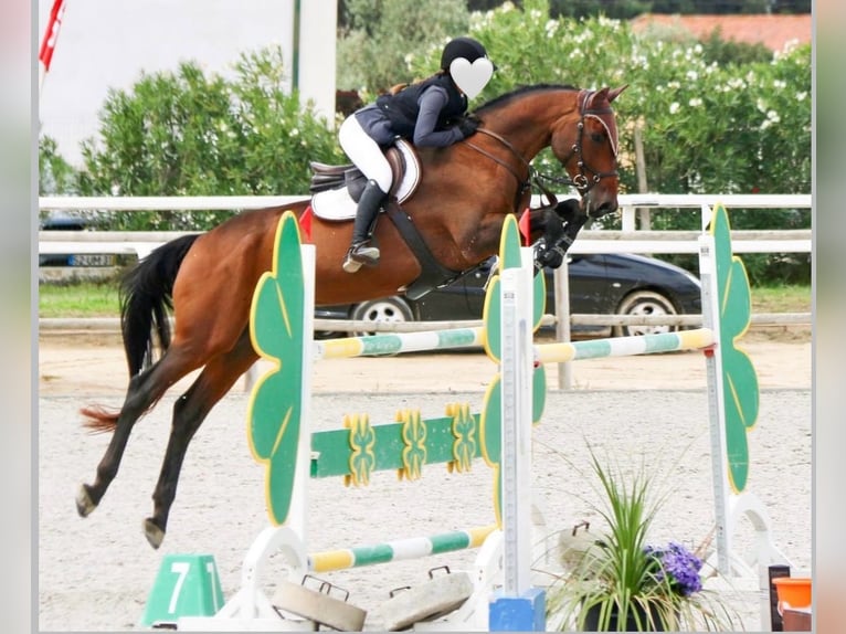 Holsteiner Wallach 17 Jahre 171 cm Brauner in Quinta da Marinha