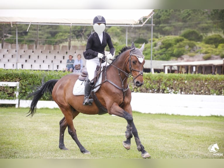 Holsteiner Wallach 17 Jahre 171 cm Brauner in Quinta da Marinha