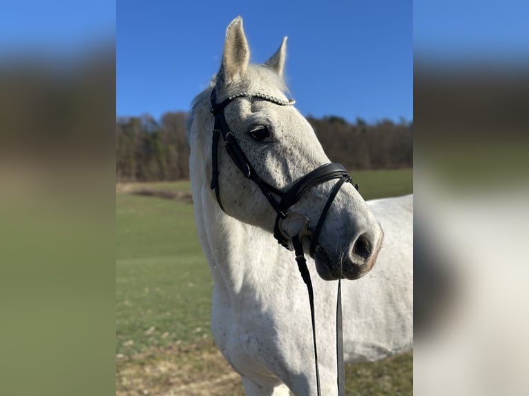 Holsteiner Wallach 17 Jahre 172 cm Fliegenschimmel in Uder