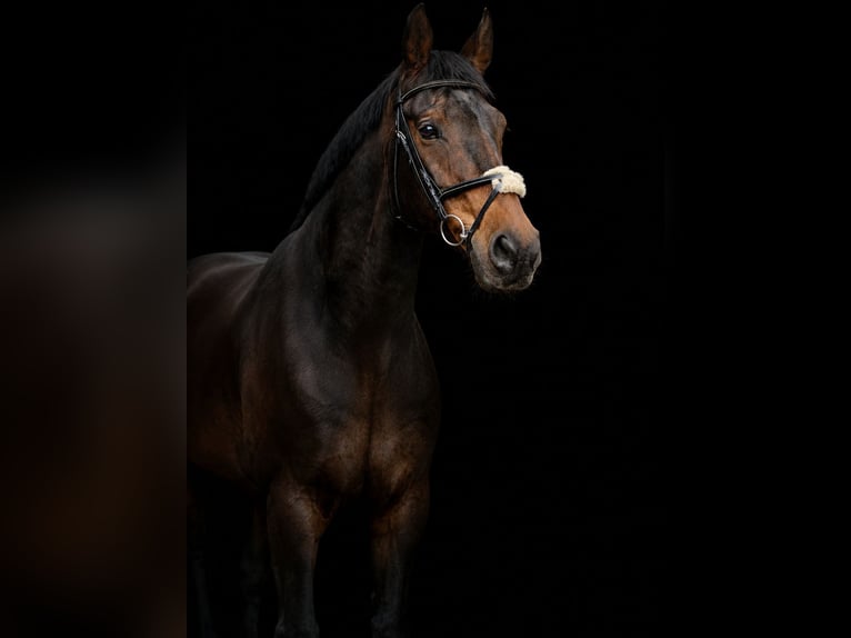 Holsteiner Wallach 17 Jahre 173 cm Brauner in Grübern