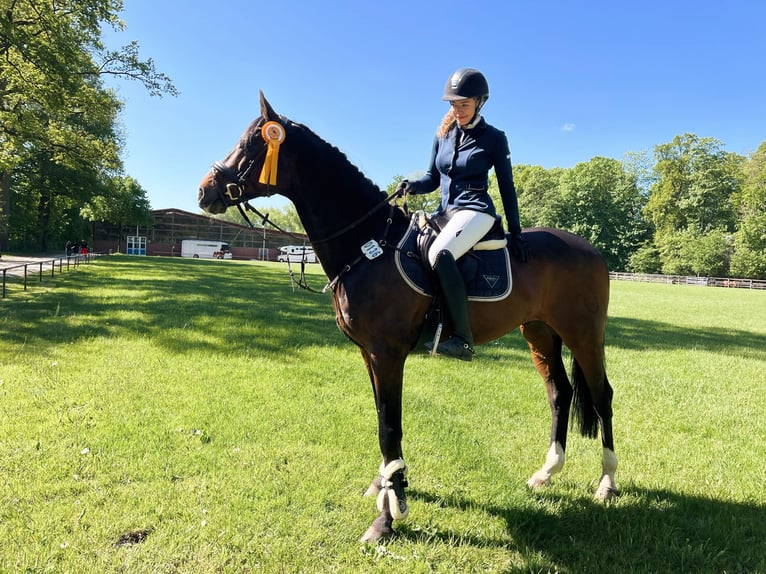 Holsteiner Wallach 17 Jahre 174 cm Dunkelbrauner in Halstenbek