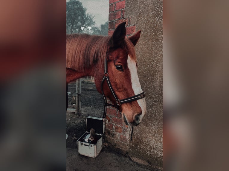 Holsteiner Wallach 17 Jahre 174 cm Fuchs in Emkendorf