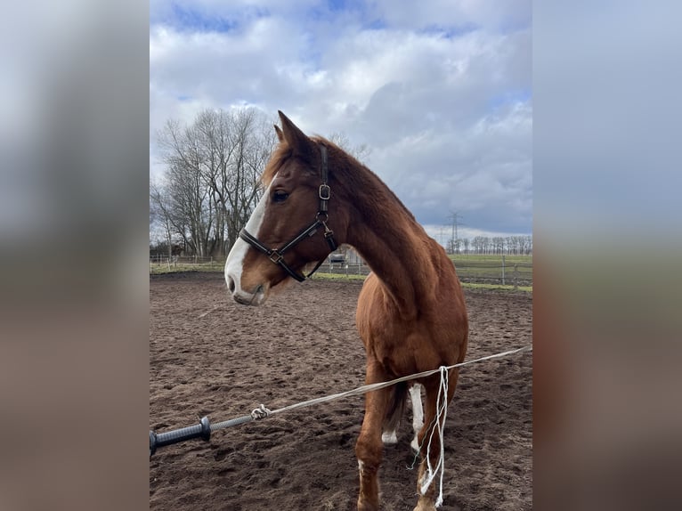 Holsteiner Wallach 17 Jahre 174 cm Fuchs in Emkendorf