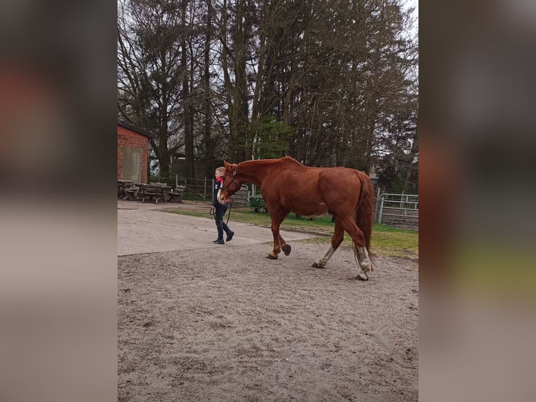 Holsteiner Wallach 17 Jahre 174 cm Fuchs in Emkendorf