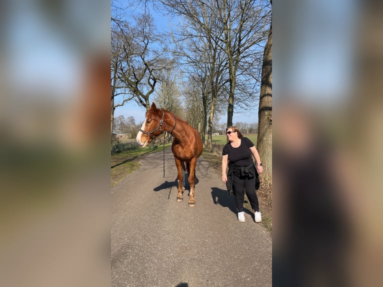 Holsteiner Wallach 17 Jahre 174 cm Fuchs in Emkendorf