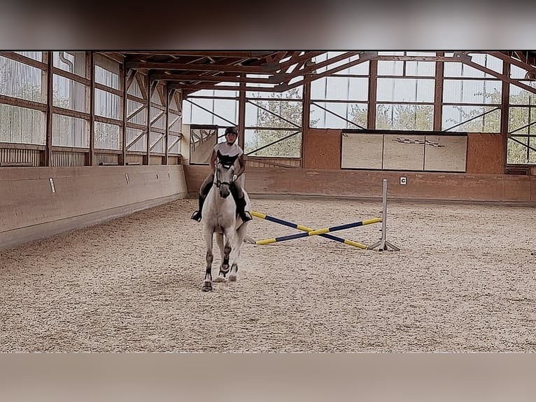 Holsteiner Wallach 17 Jahre 175 cm Schimmel in Ravensburg