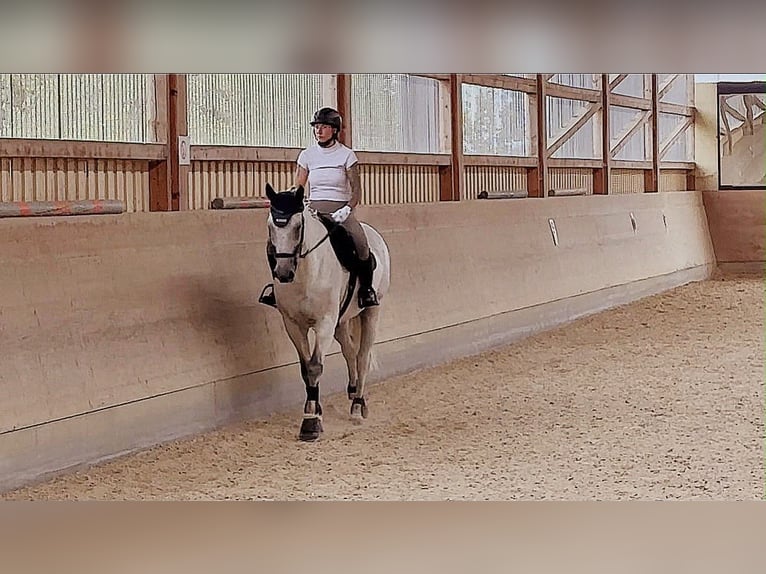 Holsteiner Wallach 17 Jahre 175 cm Schimmel in Ravensburg