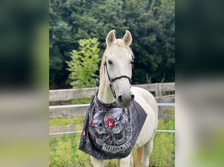 Holsteiner Wallach 17 Jahre 175 cm Schimmel in Gleichen