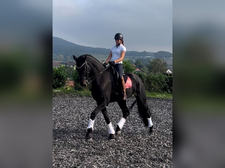 Holsteiner Wallach 17 Jahre 175 cm Schwarzbrauner in Wiesbaden