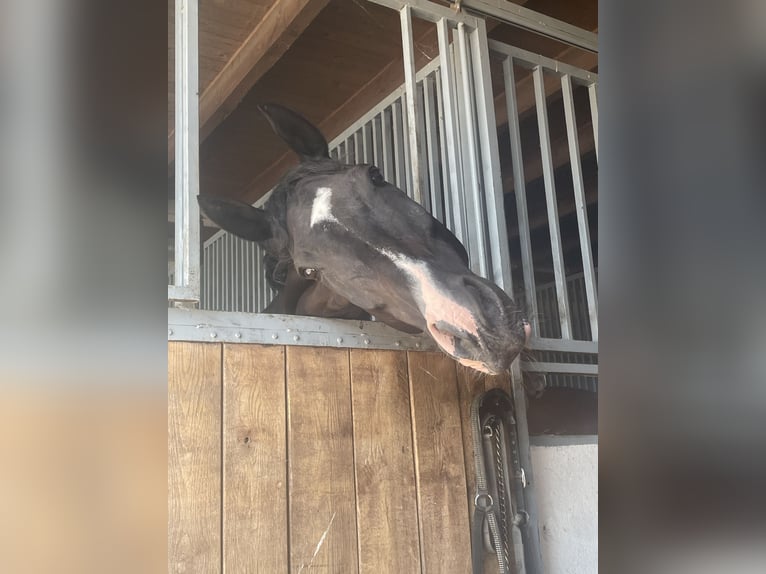 Holsteiner Wallach 17 Jahre 175 cm Schwarzbrauner in Melle